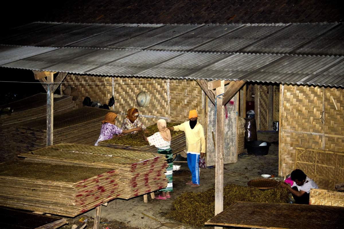 Menyiapkan Tembakau Rajangan Saat Hari Masih Gelap