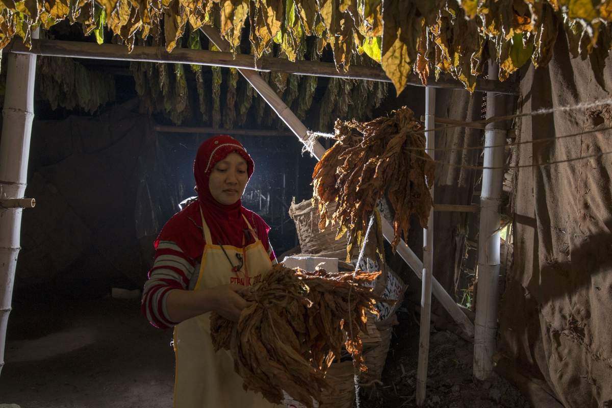 menyortir tembakau di dalam los tembakau Klaten