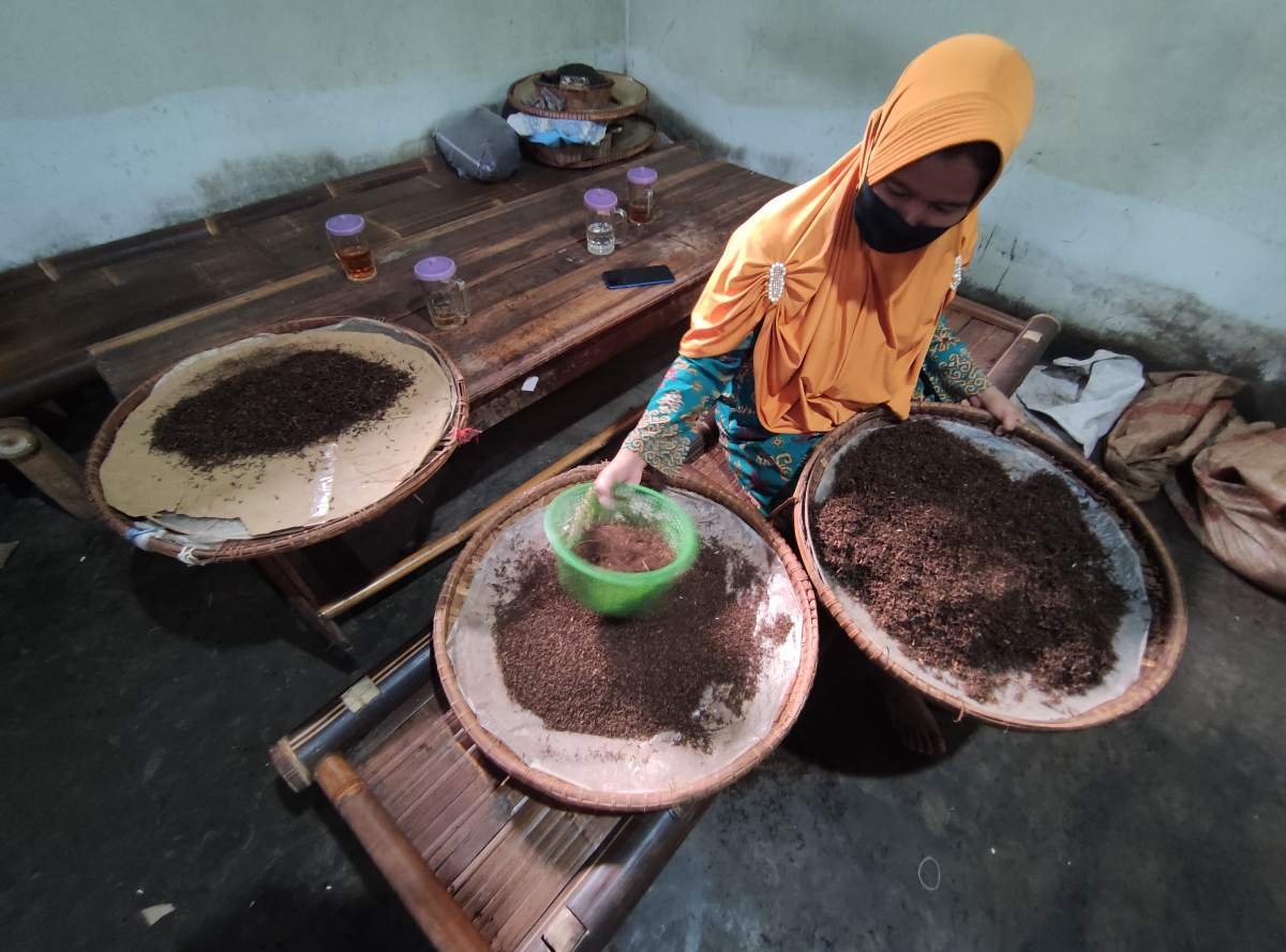 menyrotir tembakau rajangan di pabrik rokok kamto purworejo