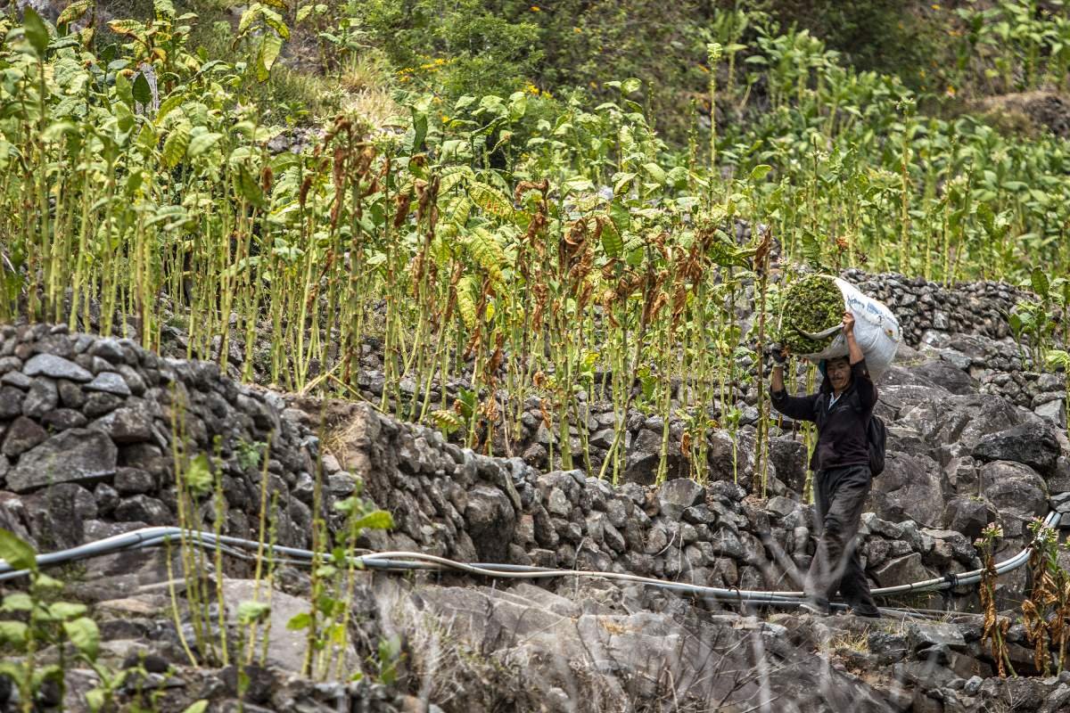 menyunggi daun tembakau hasil panen di lereng sumbing