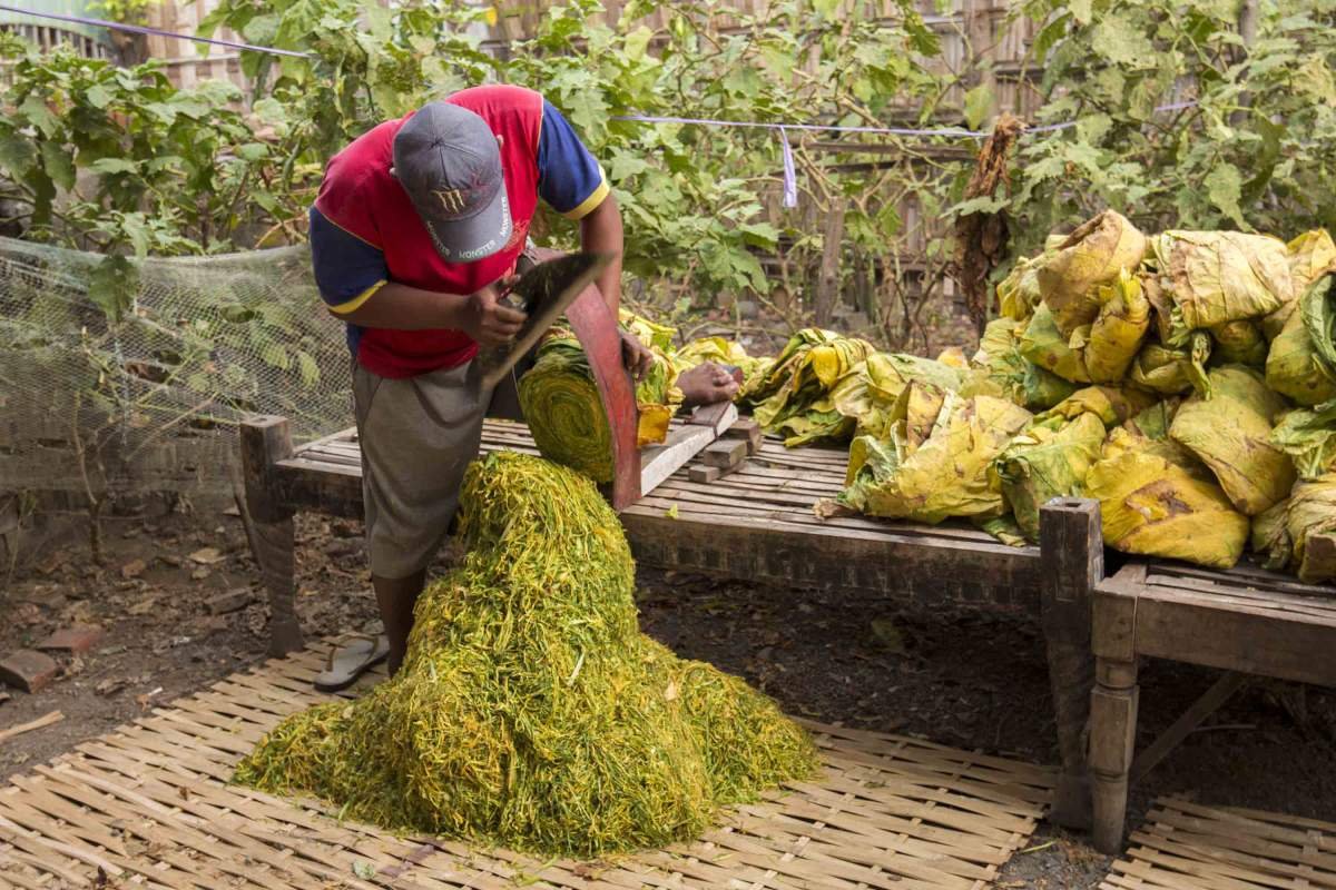 Merajang Tembakau Dengan Pisau Tradisional di Probolinggo