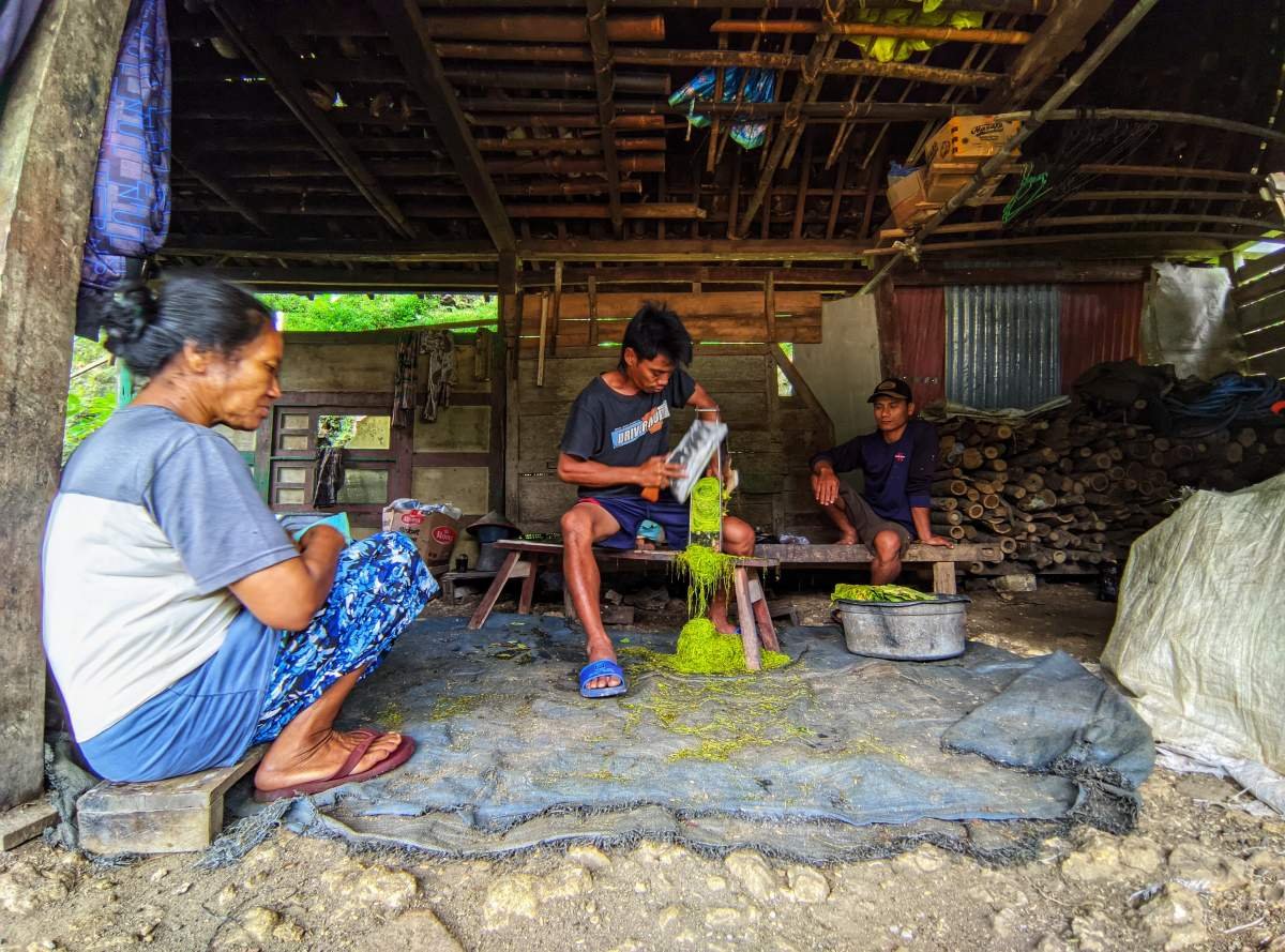 Merajang tembakau di padukuhan Gading