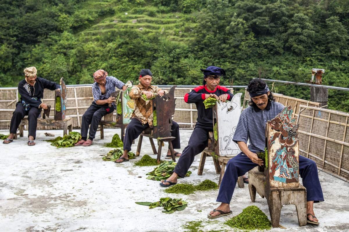 Merajang tembakau secara tradisional