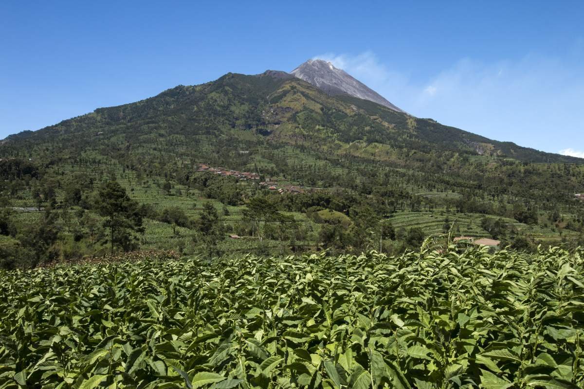 Merapi tampak belakang