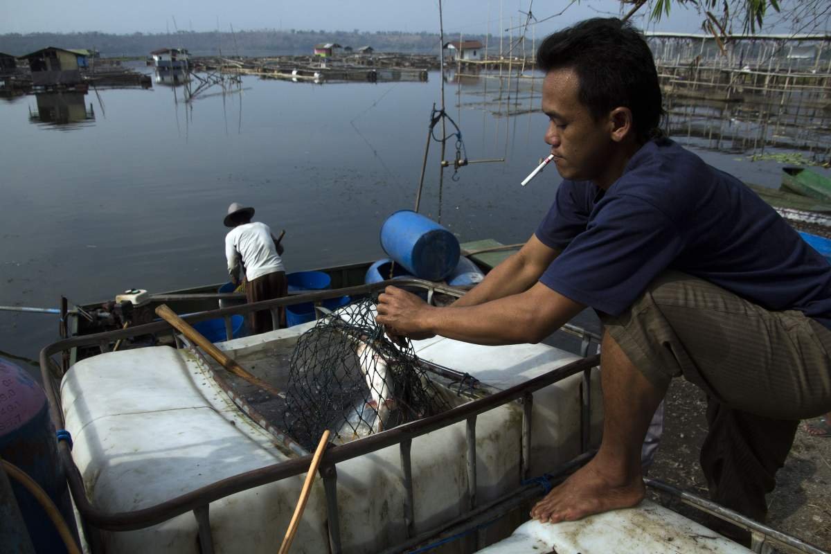 nelayan danau ranu grati pasuruan saat panen ikan patin