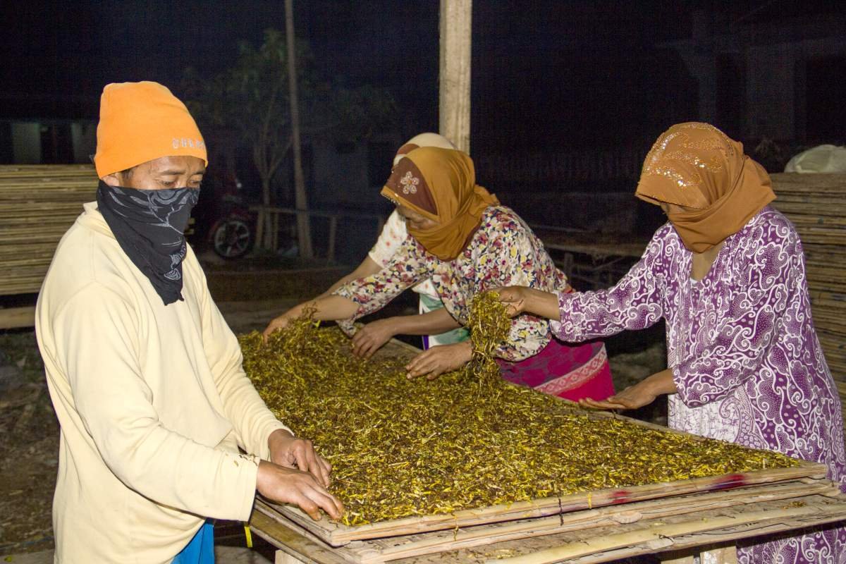 Nganjang tembakau dini hari