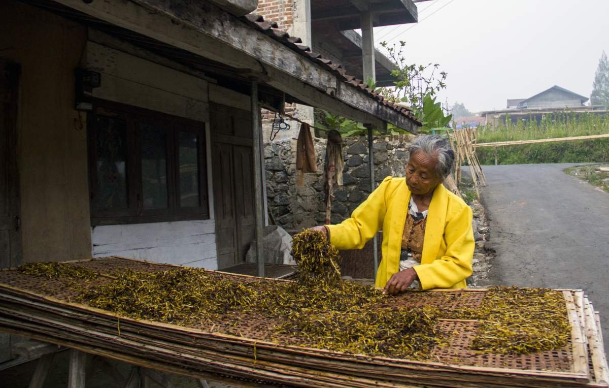 Nganjang Tembakau Sindoro