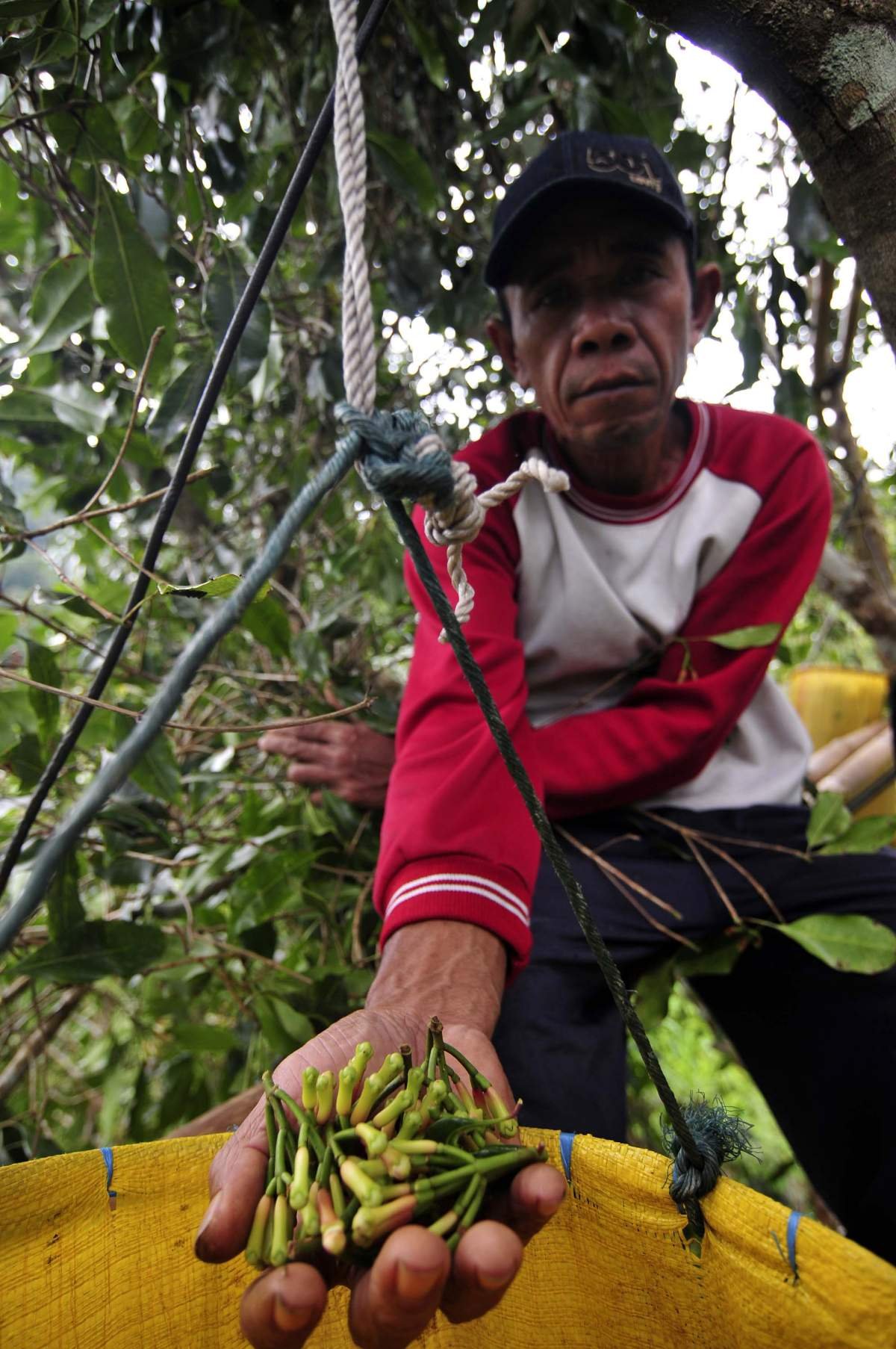 Panen cengkeh Di Maluku