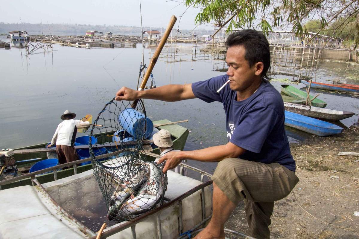 Panen Ikan Patin di Danau Ranu Grati Pasuruan