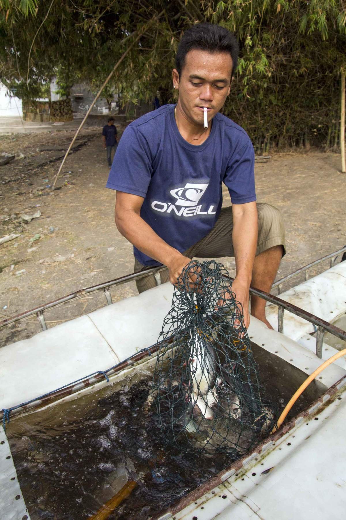 Panen Ikan Patin di ranu Grati pasuruan