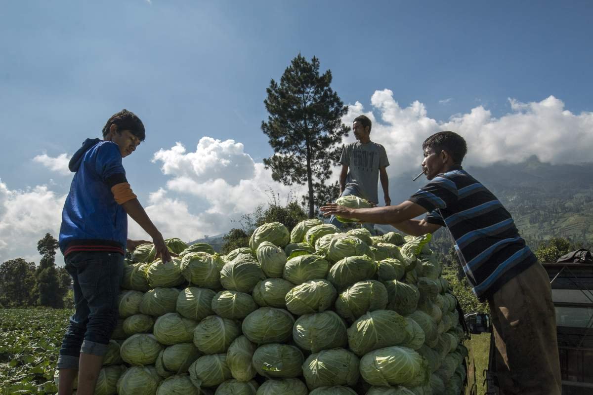panen kol di kledung temanggung