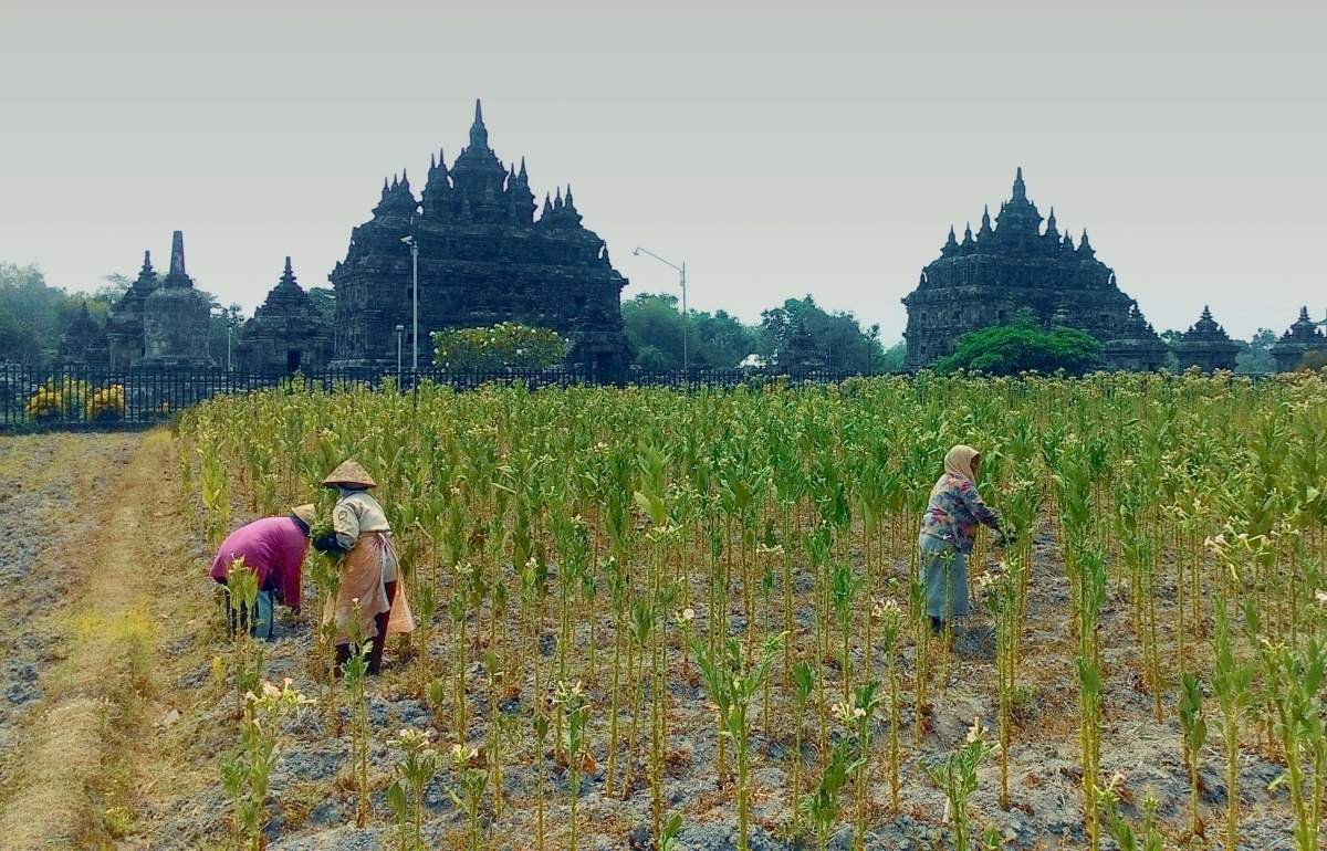 Panen Tembakau Bligon di Desa Plaosan, Klaten