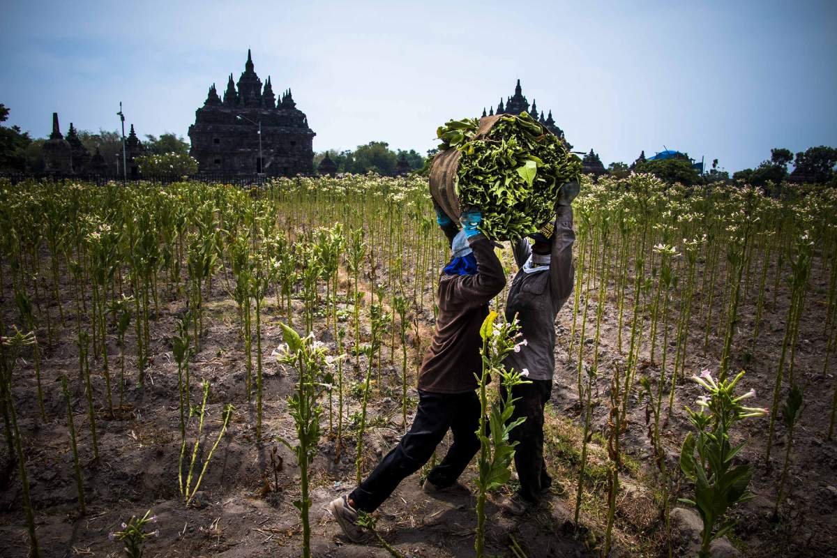 Panen tembakau di Candi Plaosan, Klaten
