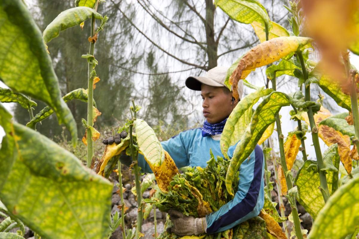 Panen Tembakau Lereng Sindoro