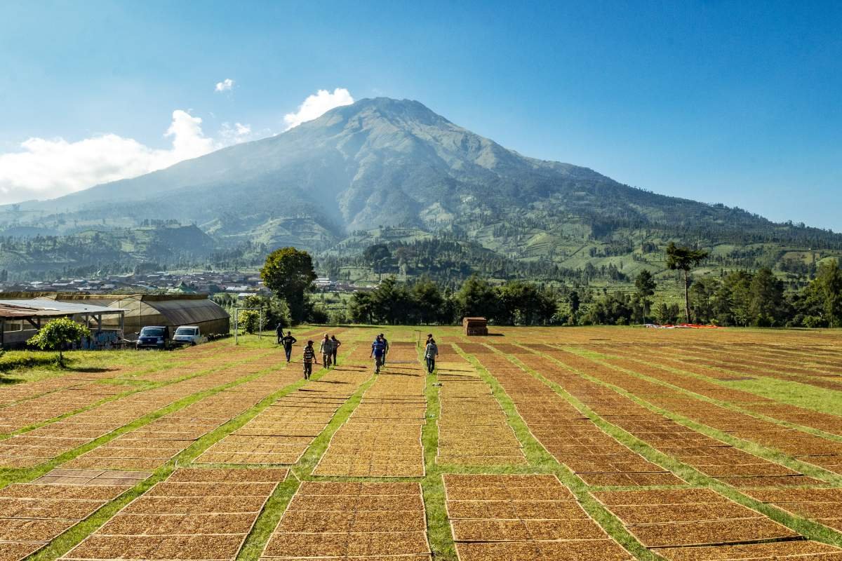 Para Petani Berpose Usai menjemur tembakau Di lapangan Kledung