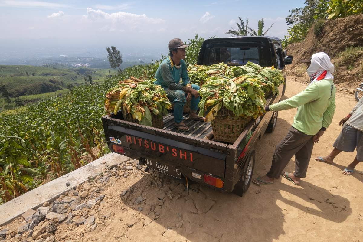 Pekerja Angkut Tembakau