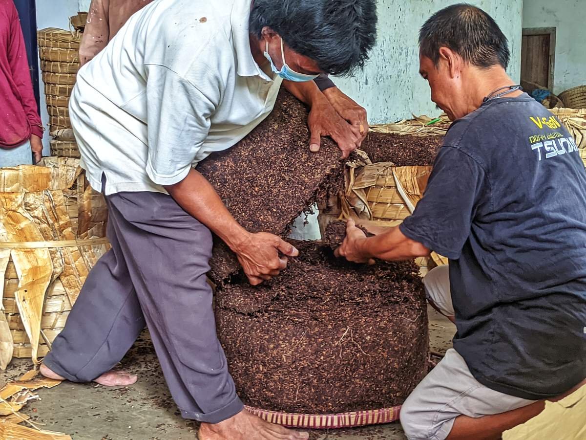 Pekerja gudang Grading memeriksa tembakau dari petani