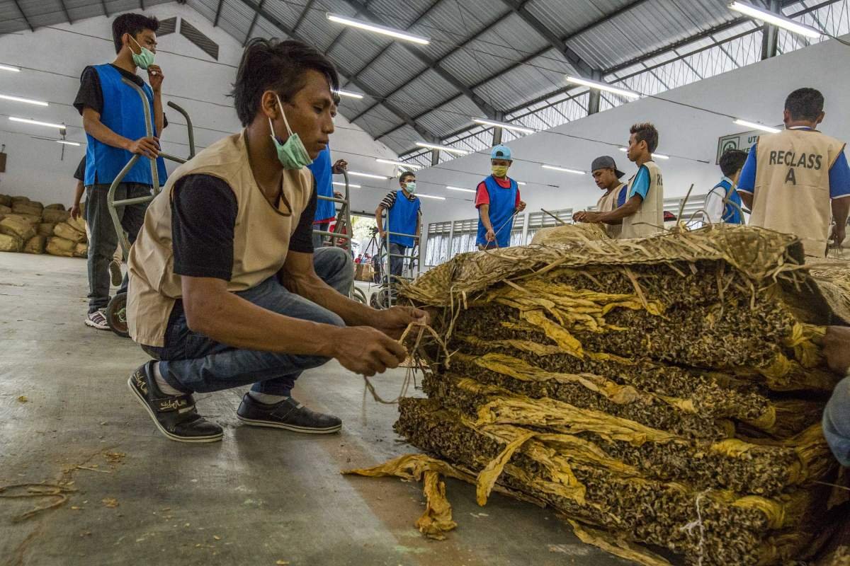 Pekerja gudang tembakau di Lombok