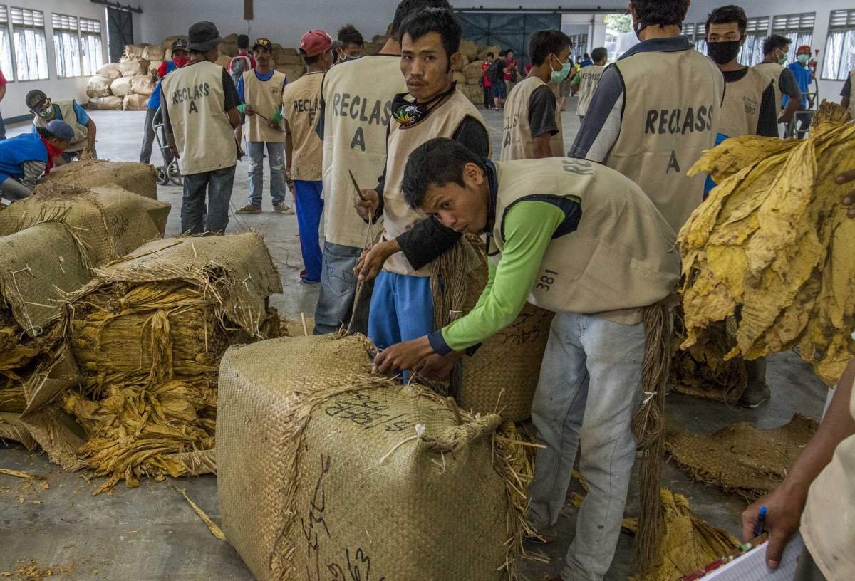 Pekerja Gudang Tembakau Vurginia di Lombok
