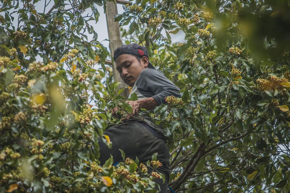 pekerja pemetik cengkeh