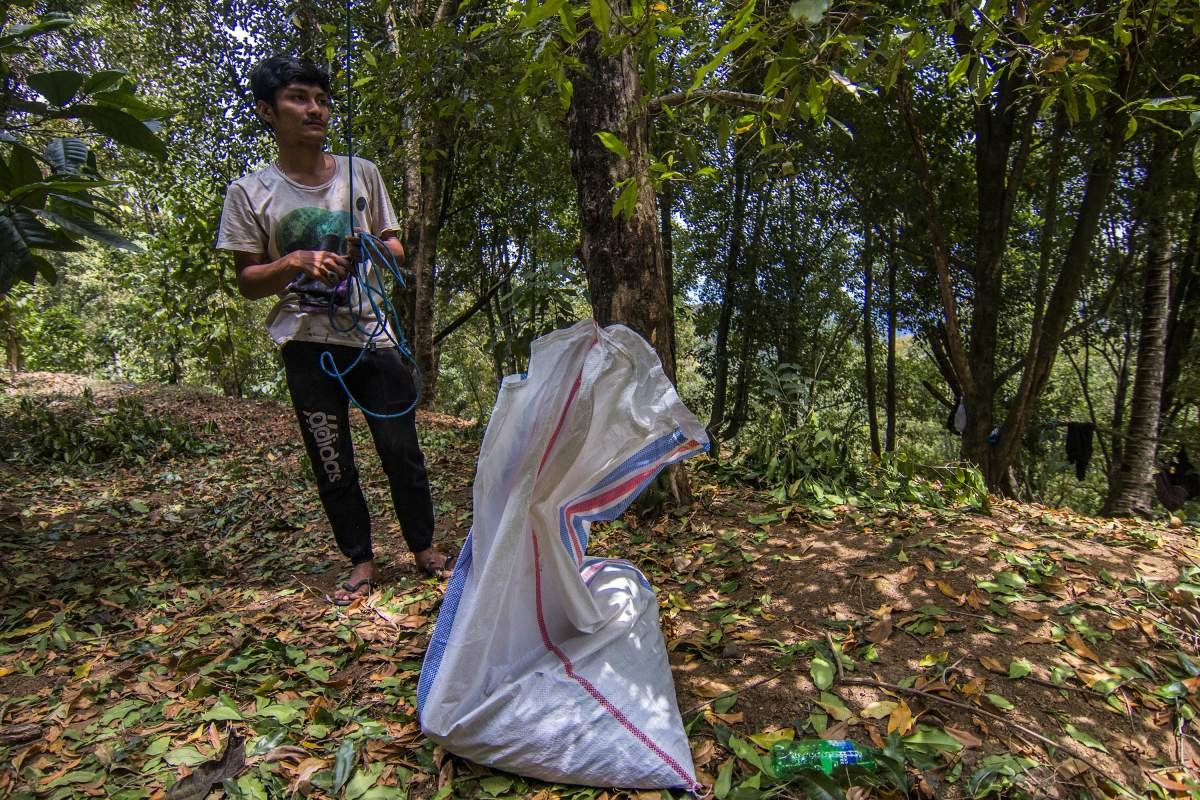 Pekerja pemetik cengkeh, Munduk, Bali