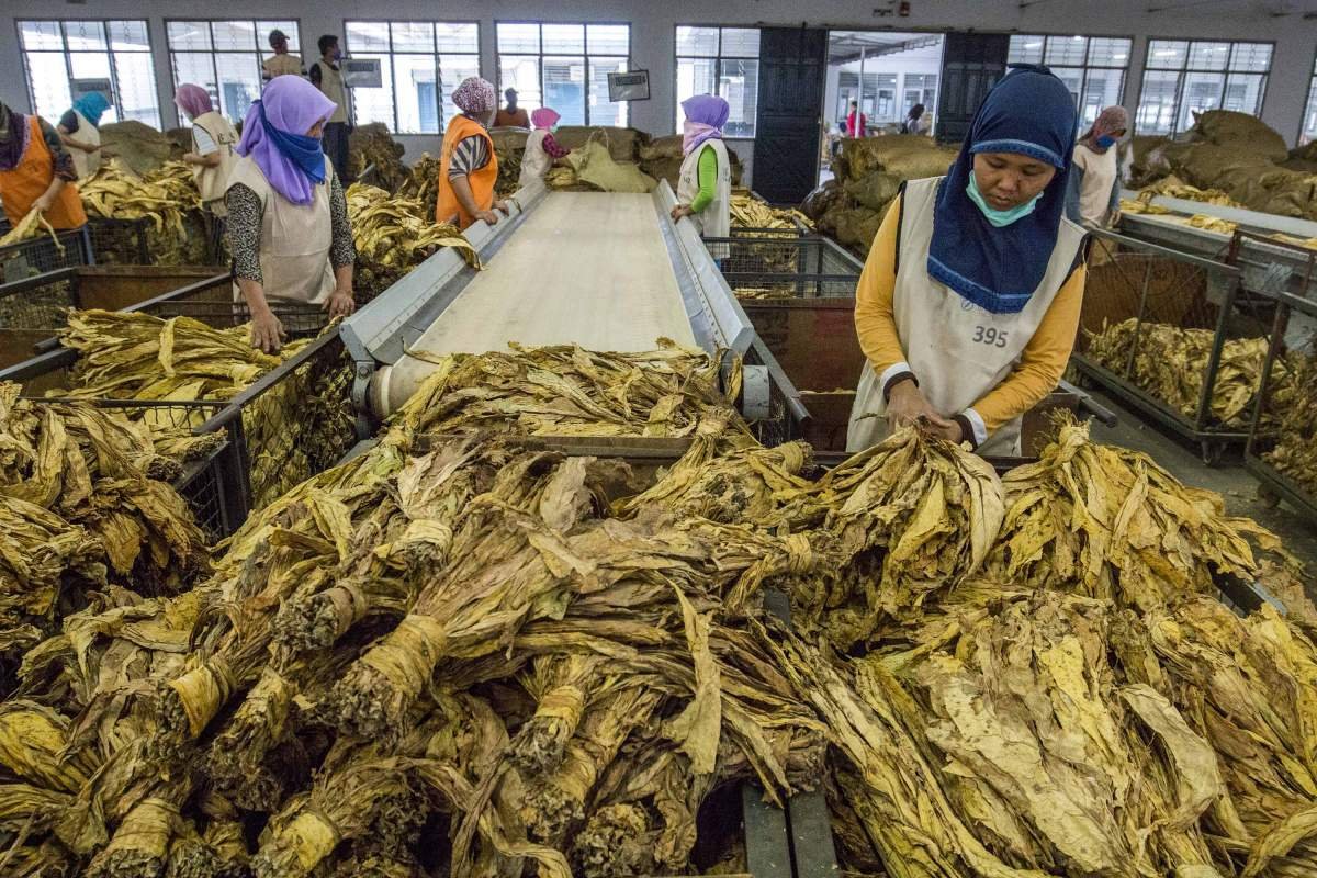 Pekerja Sortir tembakau Virginia di Lombok