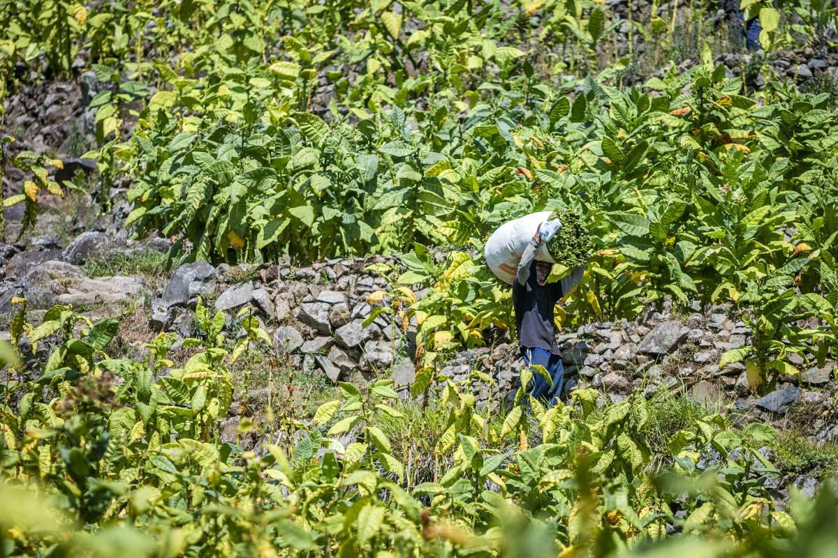 Pemanggul Daun Tembakau di Lereng Sumbing