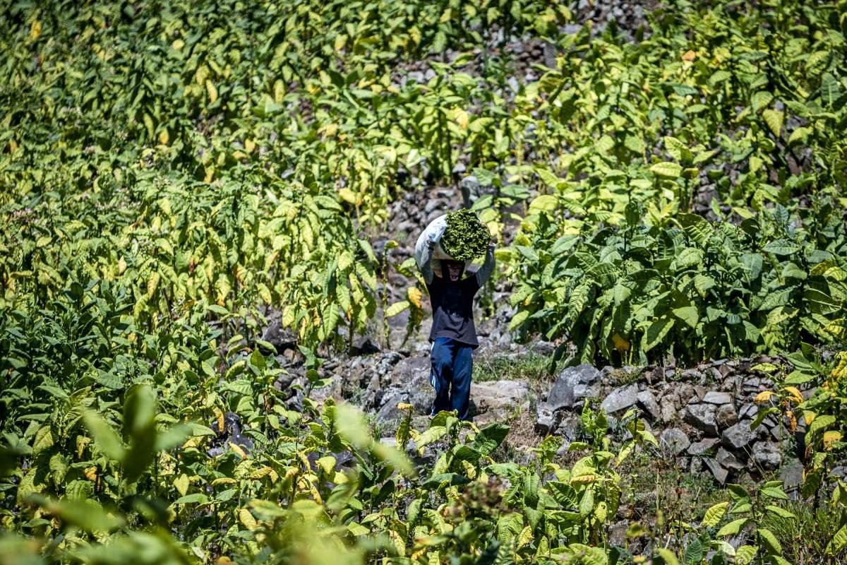 Pemanggul Daun Tembakau Saat Panen Raya di Lereng Sumbing