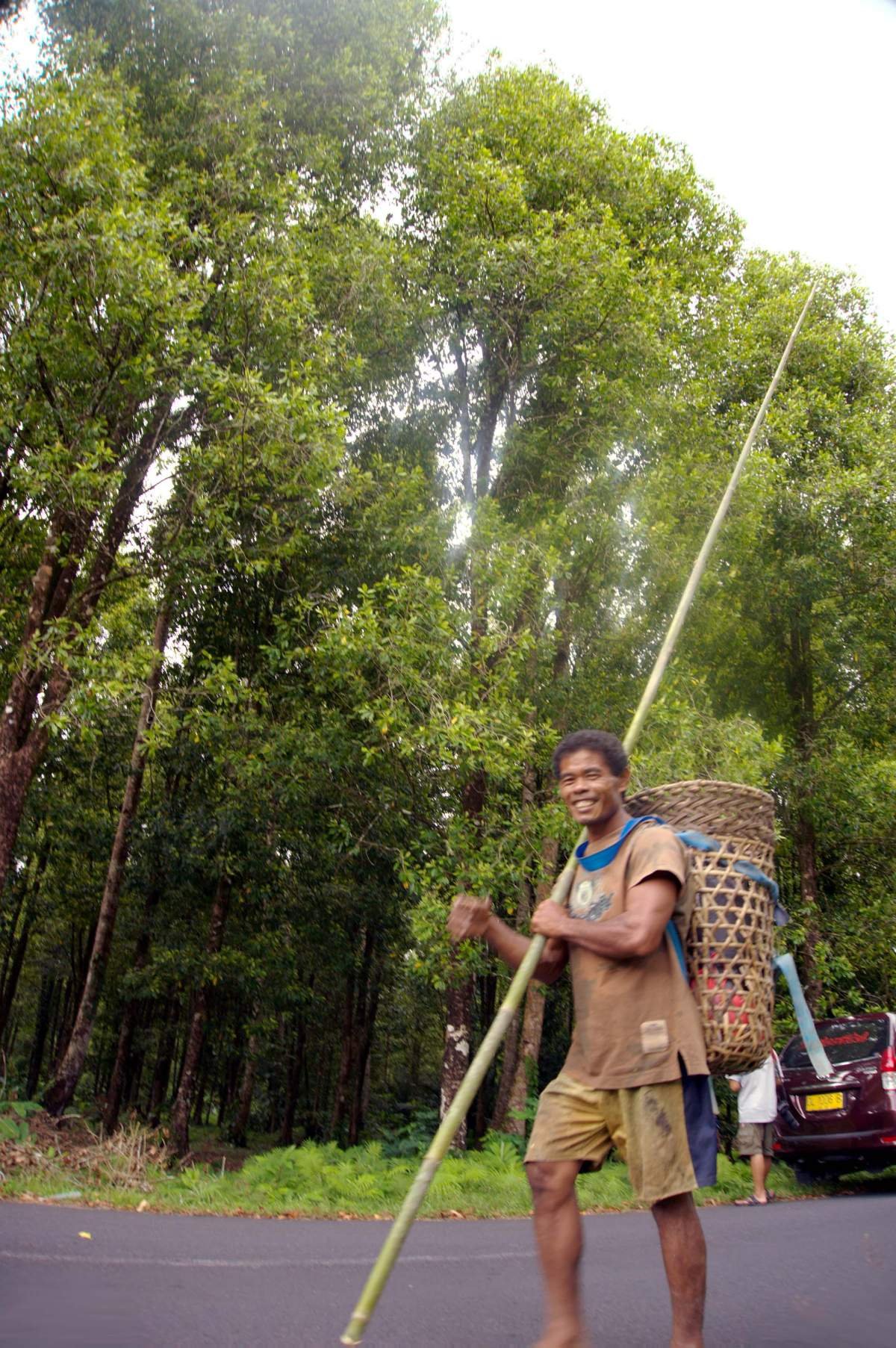 Pemanjat pohon cengkeh