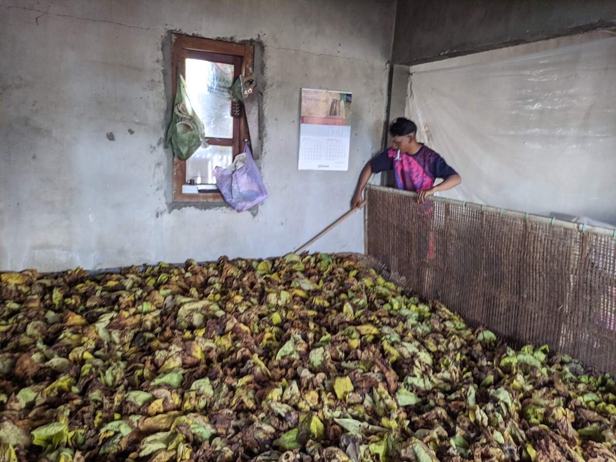 pemeraman tembakau usai panen di dusun lamuklegok, temanggung
