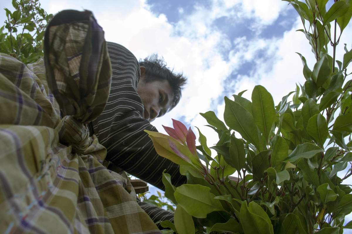 Pemetik cengkeh di lereng Perbukitan di Desa Munduk, Bali