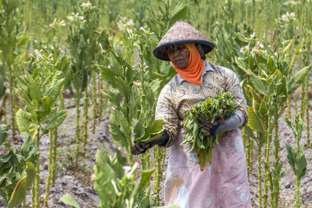 Pemetik daun tembakau di Ngaglik Sardonoharjo, Sleman
