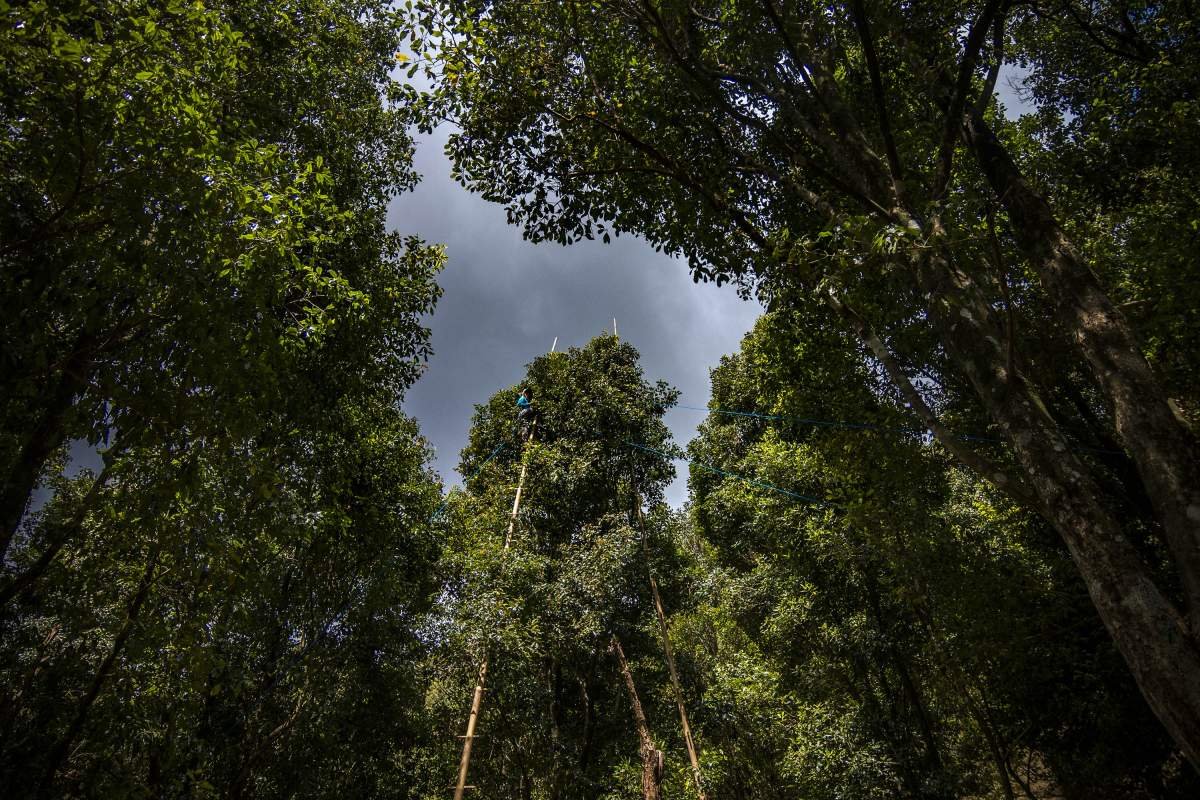 Pemetik Di Pucuk Pohon Cengkeh