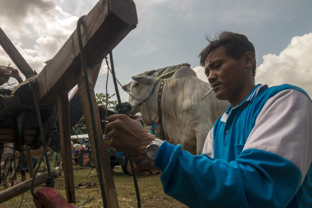 pemilik gerobak sapi dalam lomba karapan