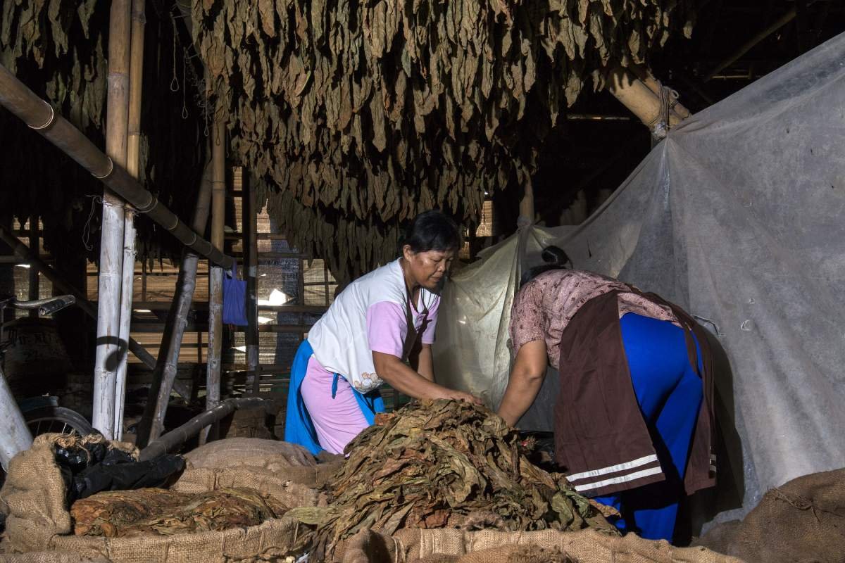 Penyortiran di Los Tembakau Klaten