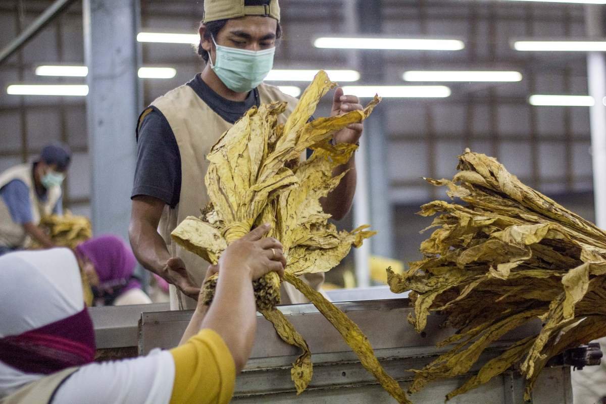 Penyortiran tembakau di gudang tembakau Desa Montong Dalam, Lombok