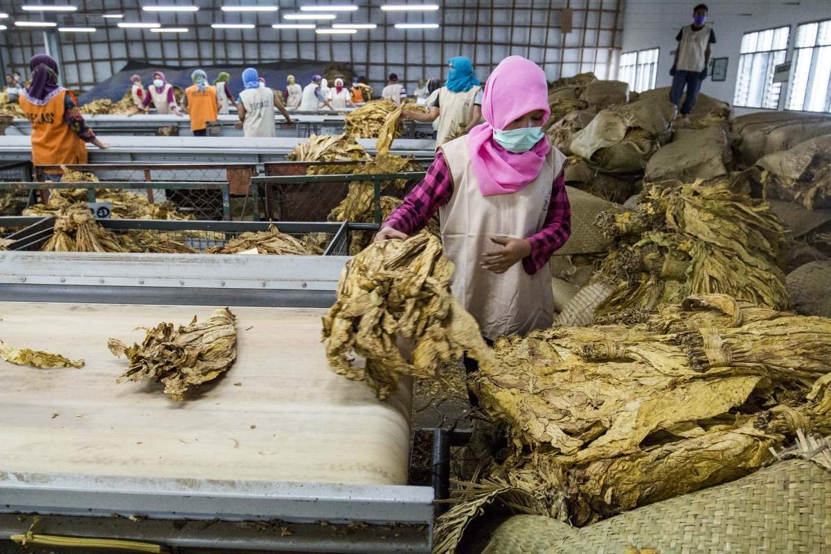 Penyortiran tembakau virginia di Lombok
