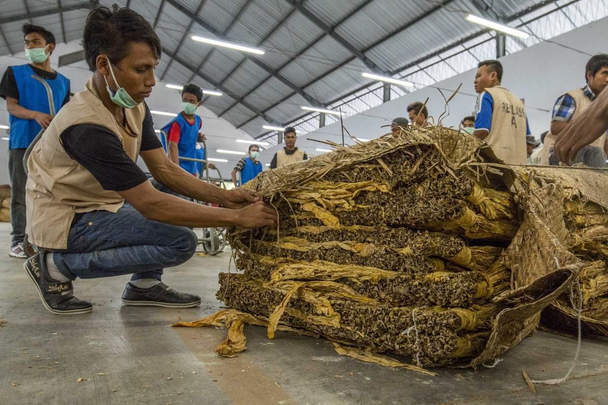 Penyortiran Tembakau Vurginia di Lombok