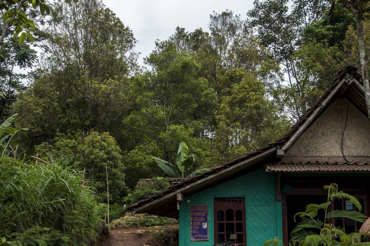 Pepohonan cengkeh di perbukitan Menoreh Kulon Progo