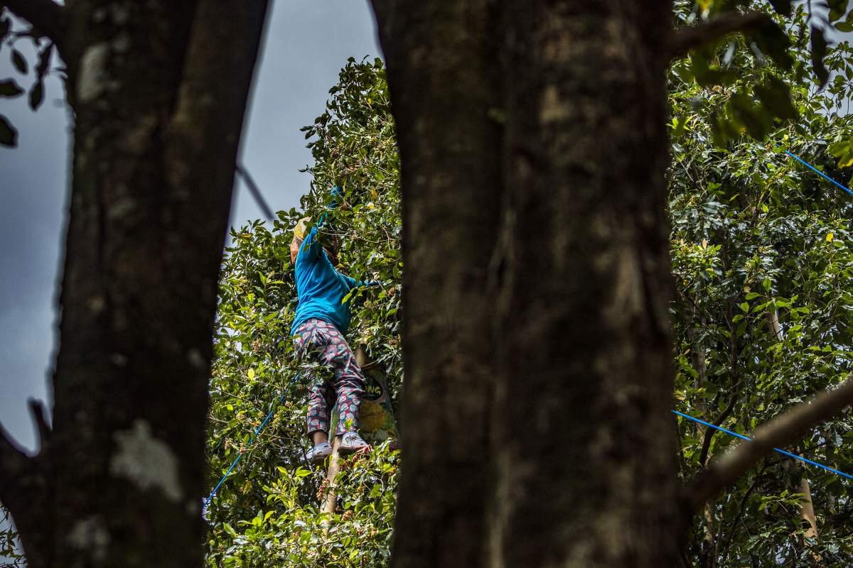 Perempuan pemetik cengkeh di Desa Munduk, Bali