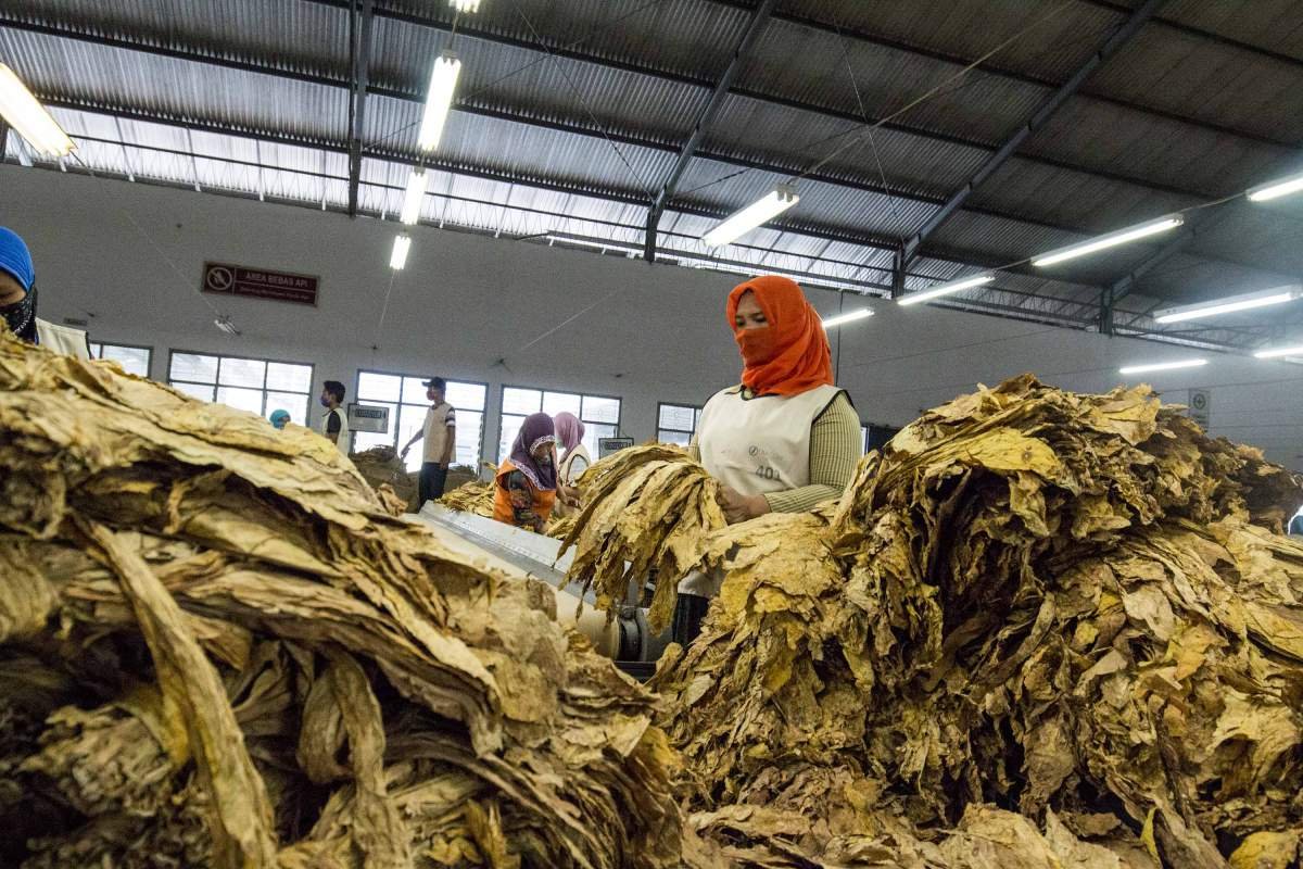 Perempuan Penyortir Tembakau Virginia Lombok