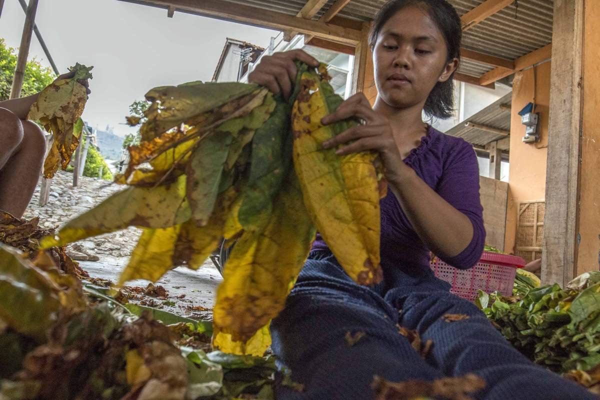 Perempuan Tembakau di Lombok
