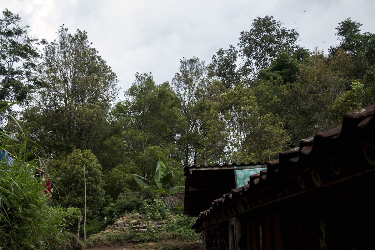 Perkampungan dikelilingi peohonan cengkeh di perbukitan Menoreh, Kulon Progo