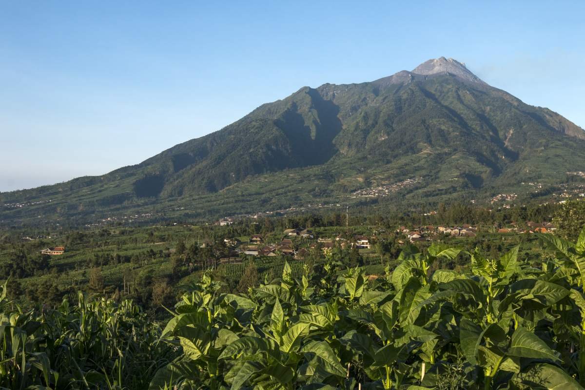 Pertanian Tembakau Di lereng Merbabu