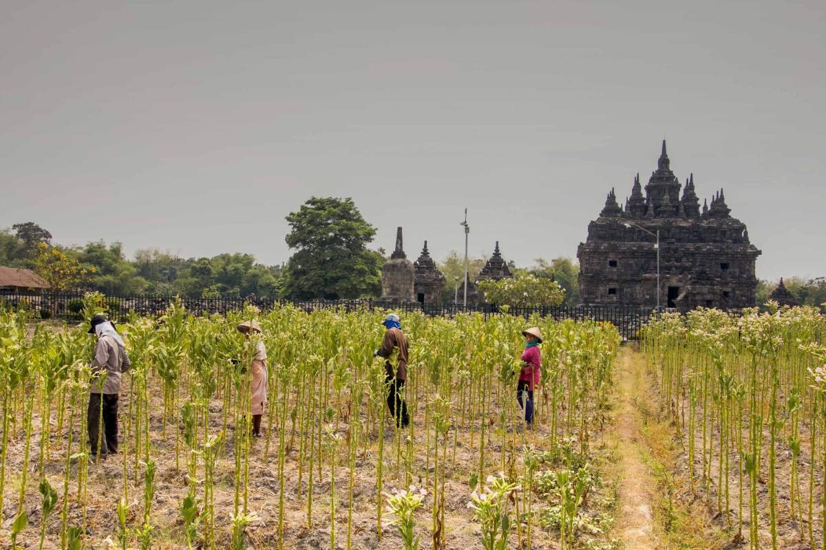 Pertanian tembakau usai panen di candi Plaosan