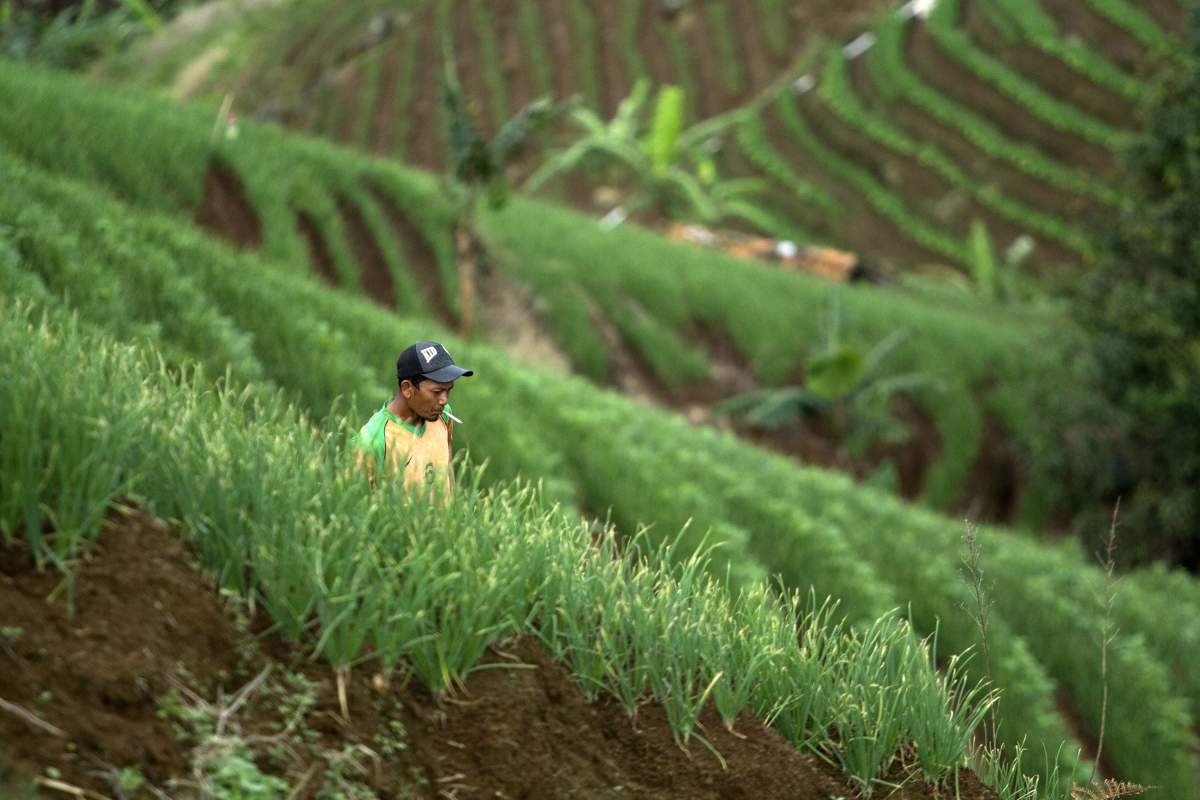 petani bawang sebat di lereng bukit panyeuweuyan, majalengka