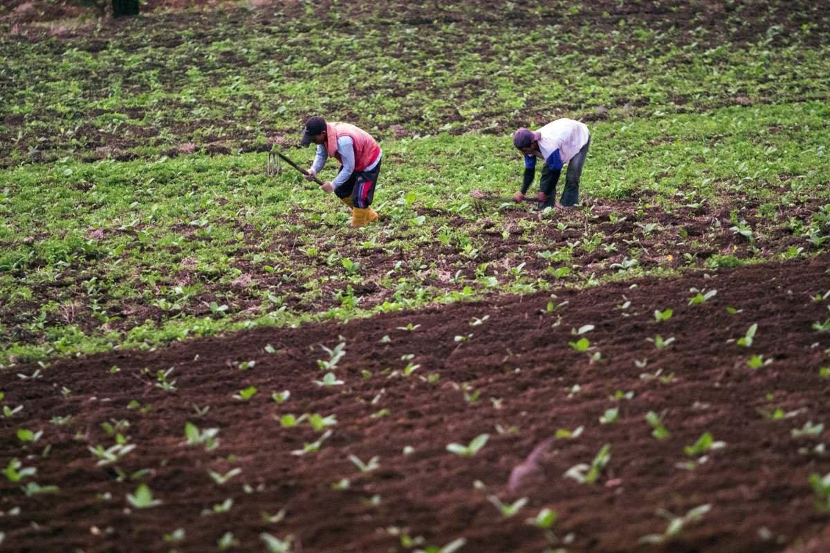 Petani bekerja di lahan tembakau di lereng Sindoro