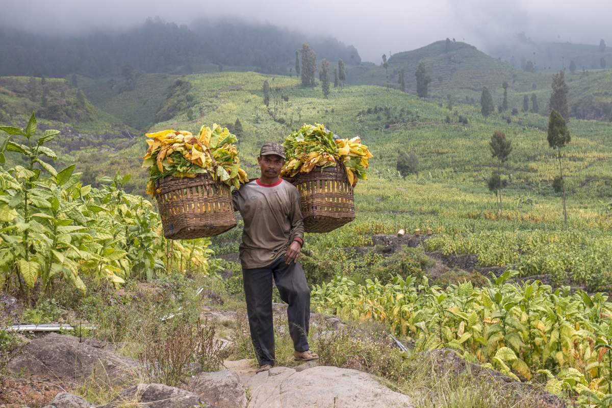 Petani berpose usai memetik tembakau di lereng Sumbing