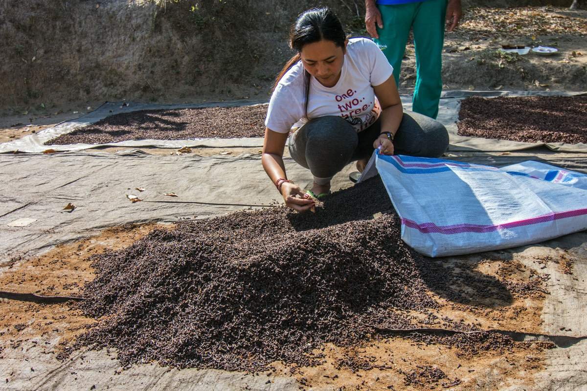 Petani Cengkeh
