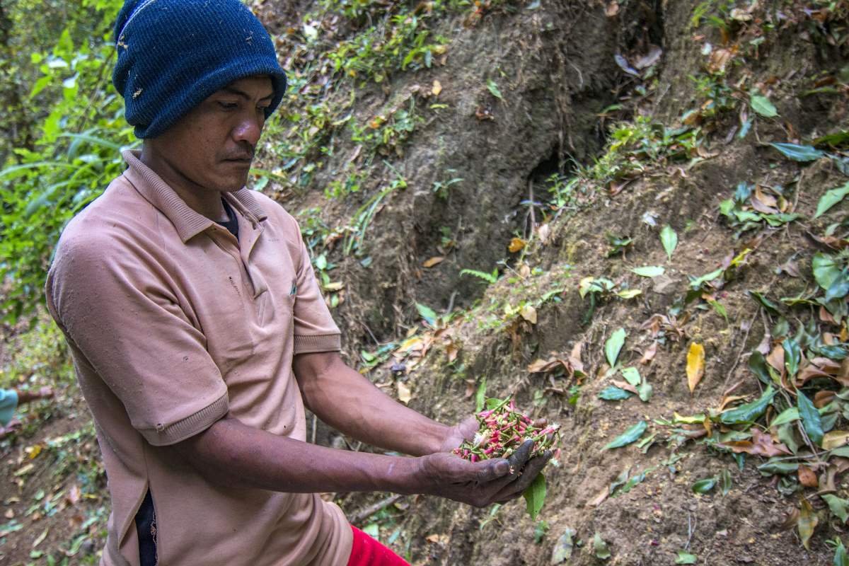Petani cengkeh di Desa Munduk memperlihatkan cengkeh hasil petik